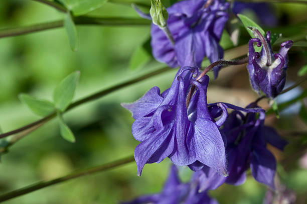 istock Blue Aquilegia Vulgaris 537639092