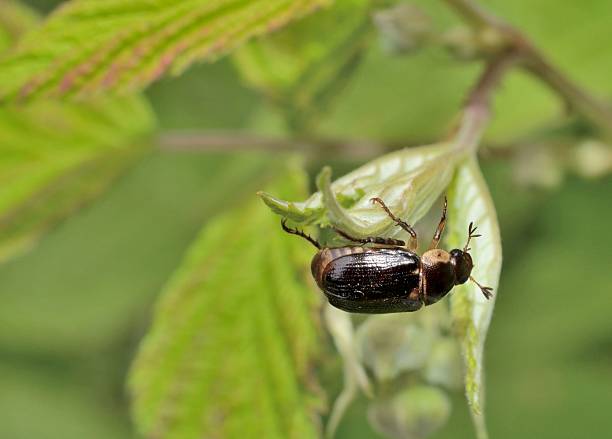istock Large beetle in garden 537640260
