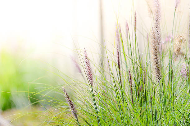 istock Beautiful closeup meadows horticultural show 537640853