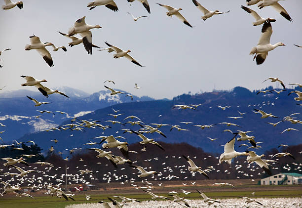 istock Hundreds of Snow Geese Flying Against Mountain 537640859