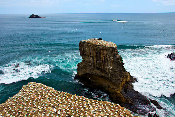 Muriwai Gannet Colony in Auckland