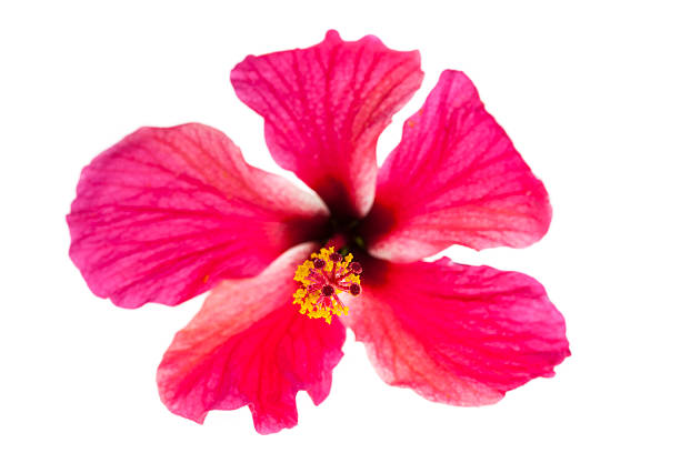 istock Pink hibiscus flowers on white background. 537641217