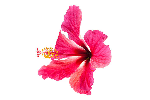 istock Pink hibiscus flowers on white background. 537641219