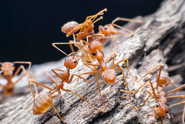 istock Red ant carrying food. 537641229