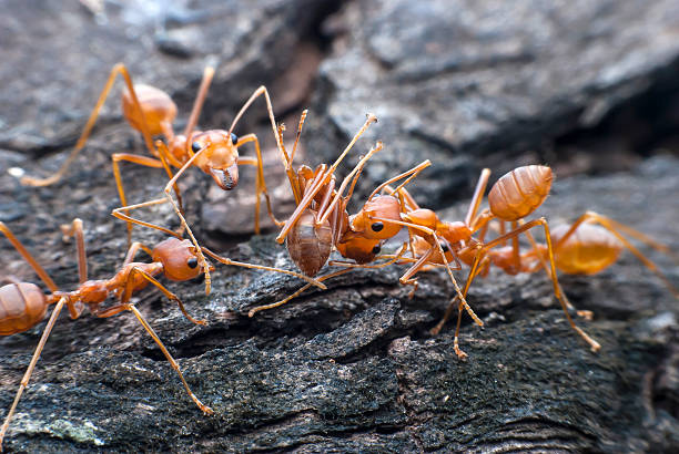 istock Red ant carrying food. 537641233