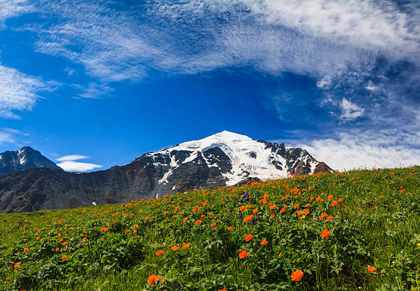 istock Beautiful mountain landscape with flowers and blue sky 537642355