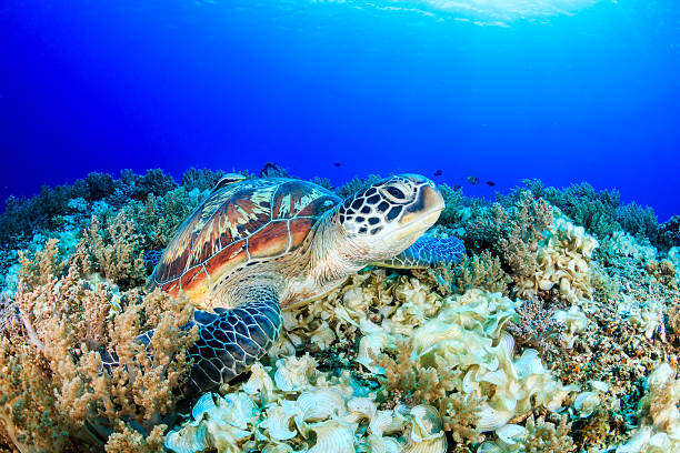 istock Sea Turtle looking up from a tropical coral reef 537642679