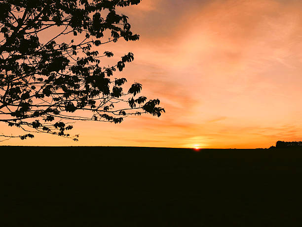 istock Scenic view of sunrise over field. Tree in silhouette. 537642836