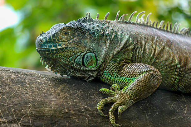 istock Portrait of a green iguana 537643003