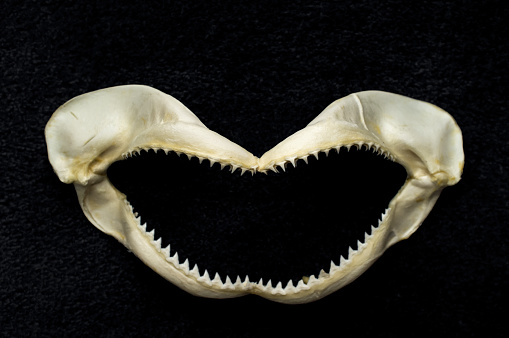 Preserved killer shark tooth jawbone decoration background