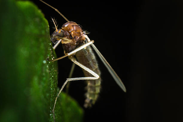 flebotomíneo mosquito - midge imagens e fotografias de stock