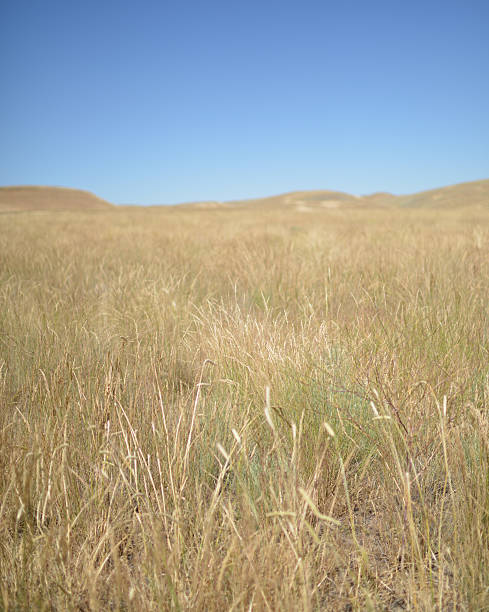 Grass field stock photo