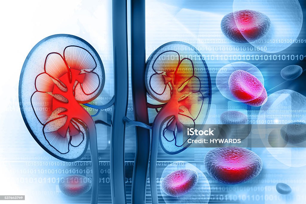 Human kidney cross section Blood Stock Photo