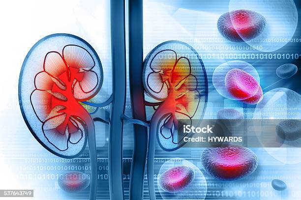 Human Kidney Cross Section Stock Photo - Download Image Now - Blood, Blood Cell, Abstract