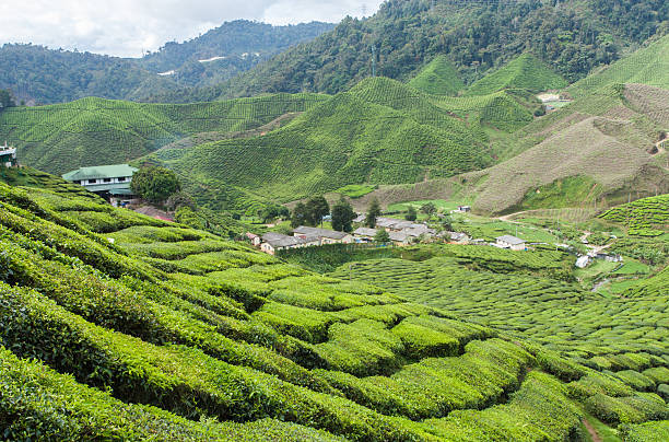istock tea farm on the moutain 537643830