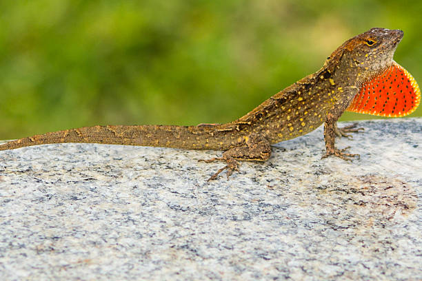 istock Brown lizard with beautiful patterns and red penny, closeup 537644540