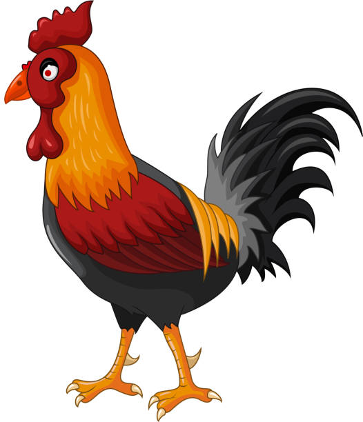 Cock Pick Pictures Illustrations, Royalty-Free Vector Graphics & Clip Art -  iStock