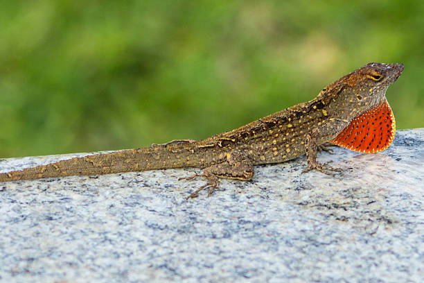 Strange lizard with bright red penny, closeup