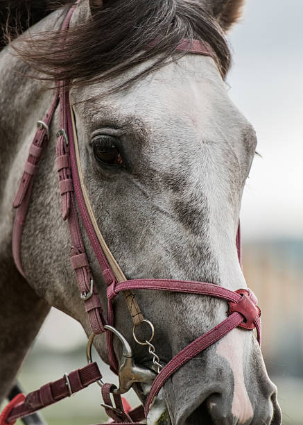 istock Gray Horse Looks at Camera 537644732