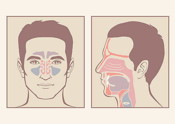 nose, throat anatomy nose, throat anatomy, human mouth, respiratory system septum stock illustrations