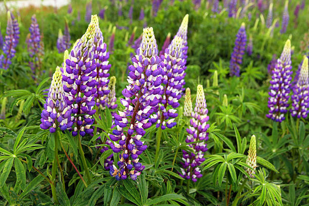 istock Lupin in the Field 537646062