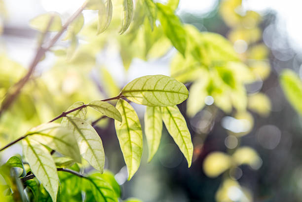 istock fresh new green leaves glowing in green forest focus 537646378