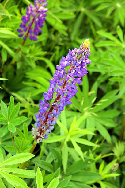 Purple Flowers and Green