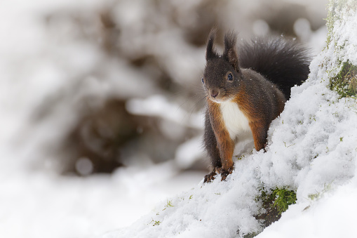 A red squirrel sitting poised in snow clinging to a mossy tree trunk