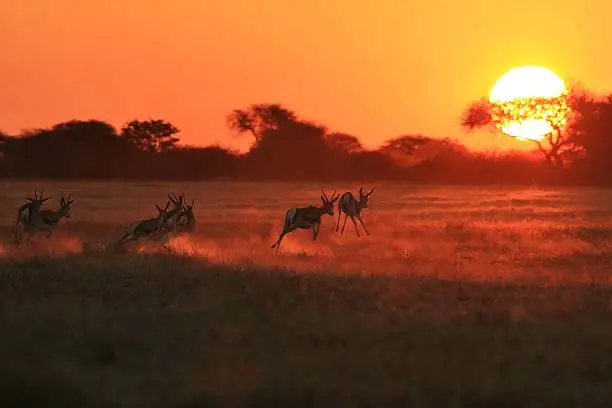 A herd of Springbok antelope run and jump into the golden light of an African sunset, as photographed in the wilds of Namibia, southwestern Africa. 