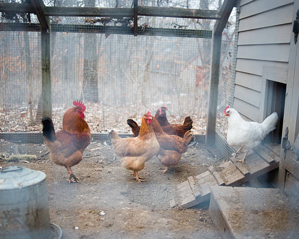 Chicken in a farm stock photo