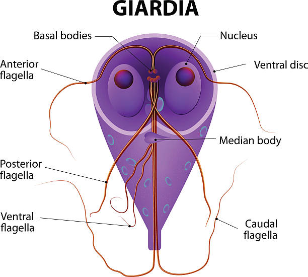 giardial Giardia lamblia - anaerobic flagellated protozoan parasites. giardia lamblia stock illustrations