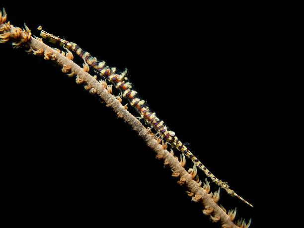 istock Gorgonian Shrimp Male 537662533