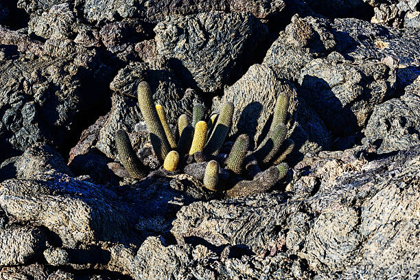 Lava Cactus in the Galapagos Islands  lava cactus stock pictures, royalty-free photos & images