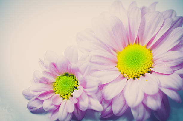 istock Beautiful chrysanthemum flower 537664205