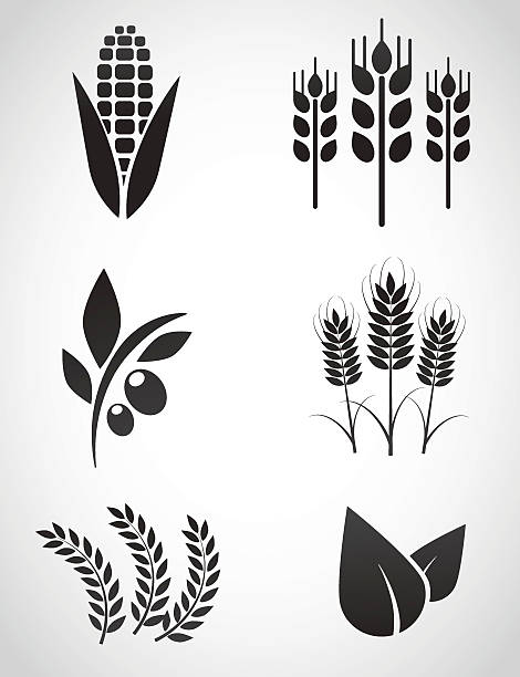 ilustraciones, imágenes clip art, dibujos animados e iconos de stock de plantation icono de conjunto. - bread cereal plant black food