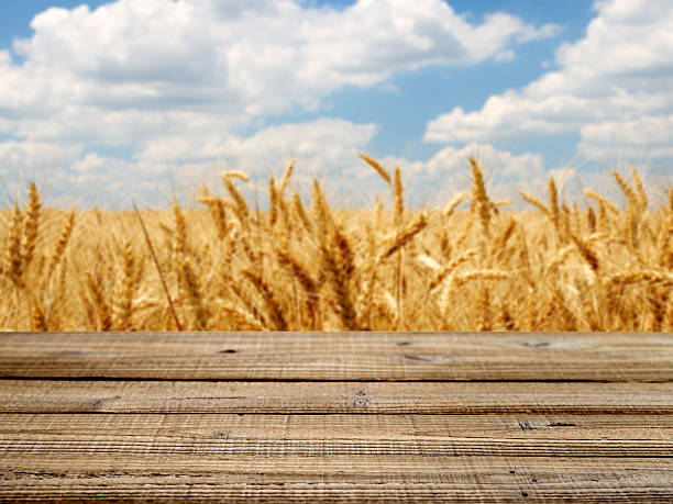 istock Old wooden table with wheat field 537665059