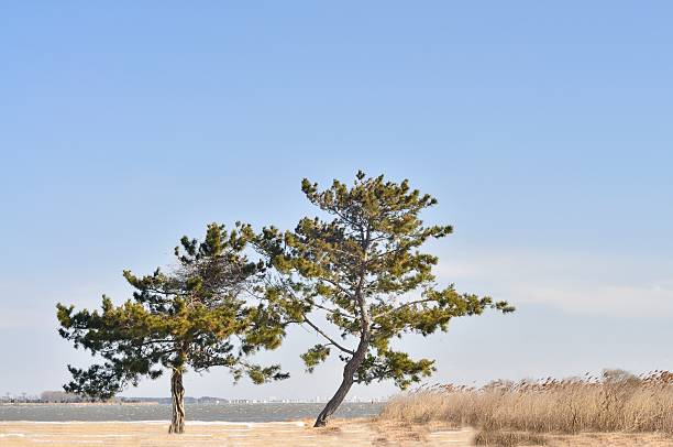 istock Ocean City Skyline From Assateague 537665797