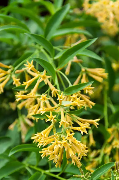 Photo of Cestrum nocturnum or Hasna hena of Southeast Asia