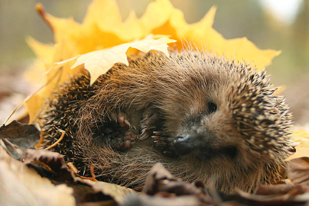 istock hedgehog autumn leaves forest 537666691