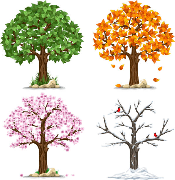 Four seasons Tree in four seasons - spring, summer, autumn, winter. Vector illustration. Isolated on white background. songbird stock illustrations