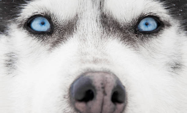 istock Siberian husky portrait 537672859