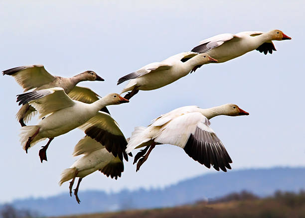 istock Snow Geese Flying Landing Skagit County Washington 537673031