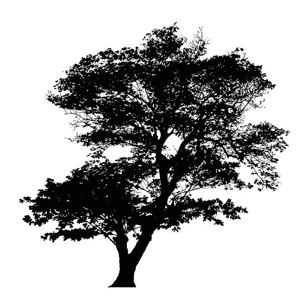 Rain tree silhouette vector art illustration