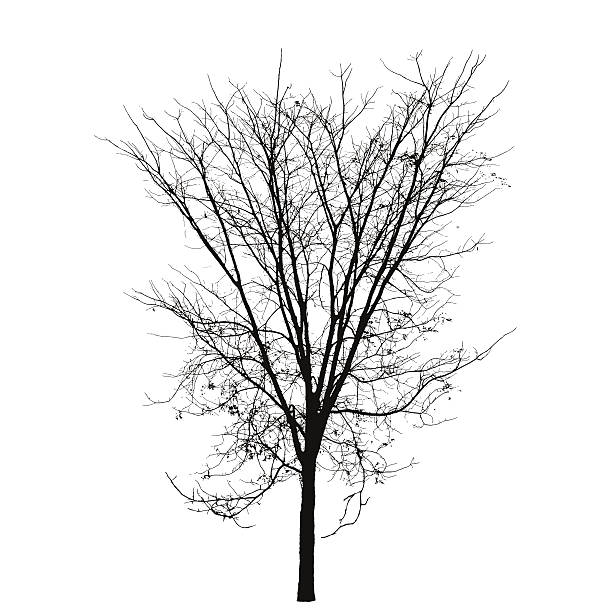 Branch Tree Silhouette vector art illustration