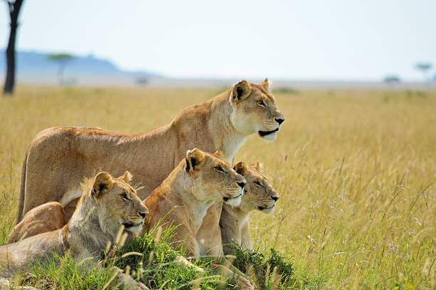 leoni su orologio - pride of lions foto e immagini stock