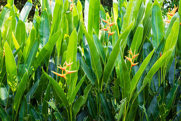 strelitzia reginae strelitzia - plant formal garden nature botany stock-fotos und bilder