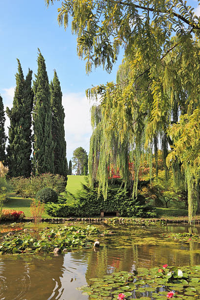 istock The pond surrounded by green shrubs 537677657
