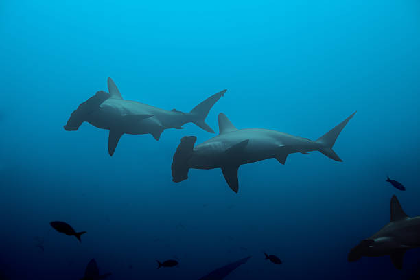 istock Two hammerhead sharks in the blue waters 537678193