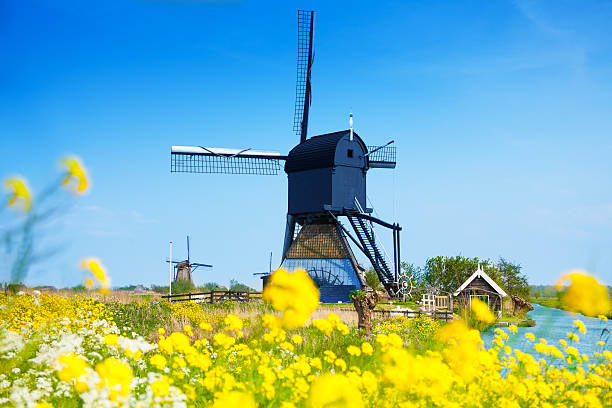 kinderdijk, países bajos en primavera con flores - alblasserwaard fotografías e imágenes de stock