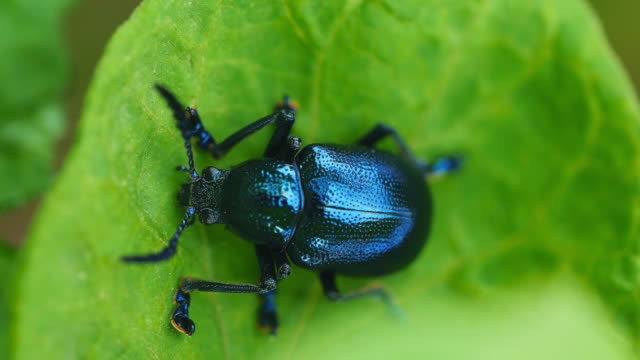 Blue milkweed beetle